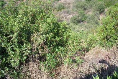 Parcelle en vente à Altos de Estepona