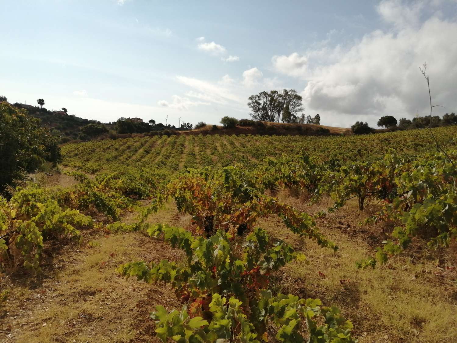 La Paradisiaca - Finca Mijasissa.