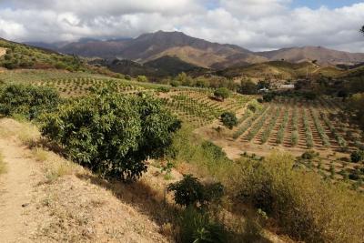 Tontti myynnissä Campo de Mijas